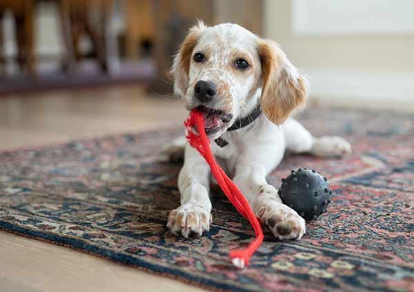 Oriental and area rug cleaning service