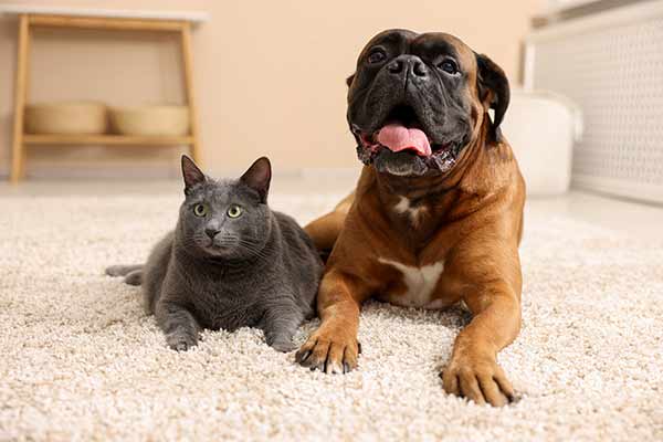 Pet odor and stain removal service